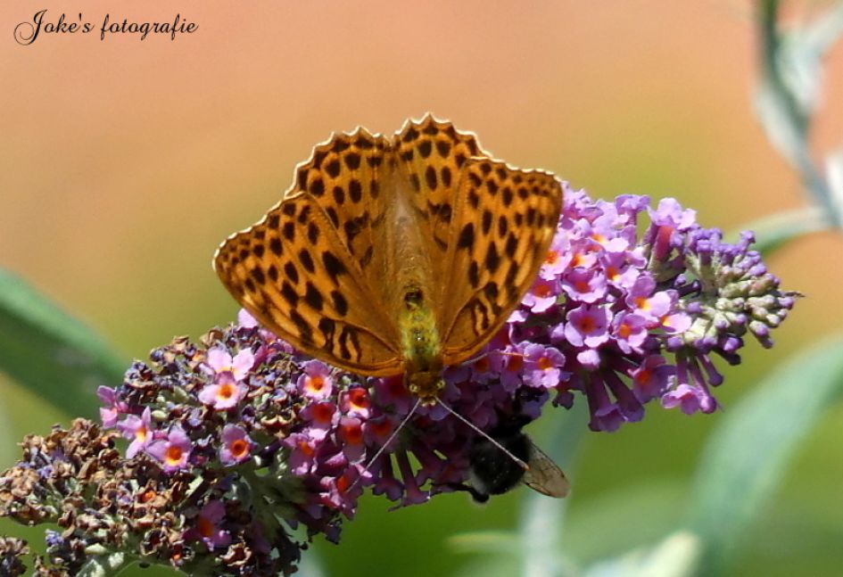 Welke vlinder is dit?